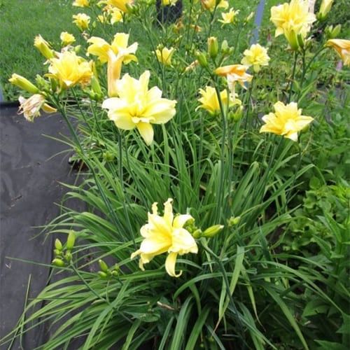 Лилейник садовые цветы