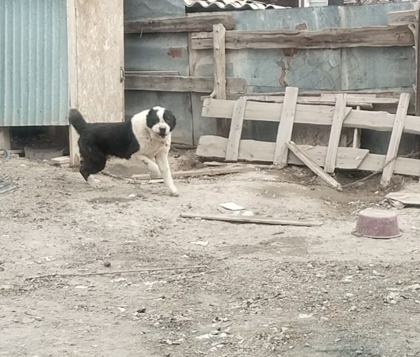 2 жасар ит сатылады