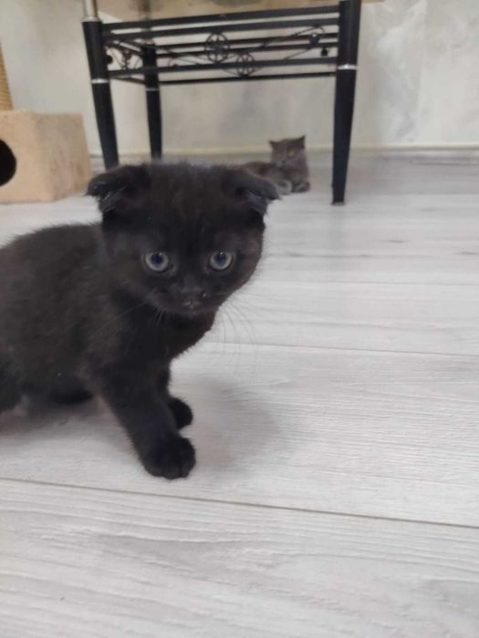 Продам британских котят