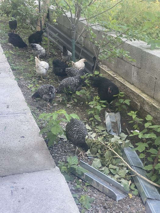 Домашние Курицы