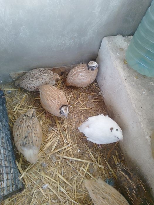 De vânzare prepelițe