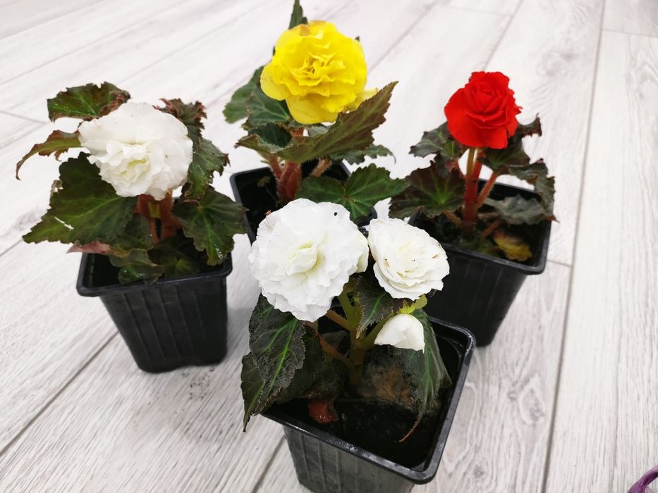 Комнатные растения. Доставка