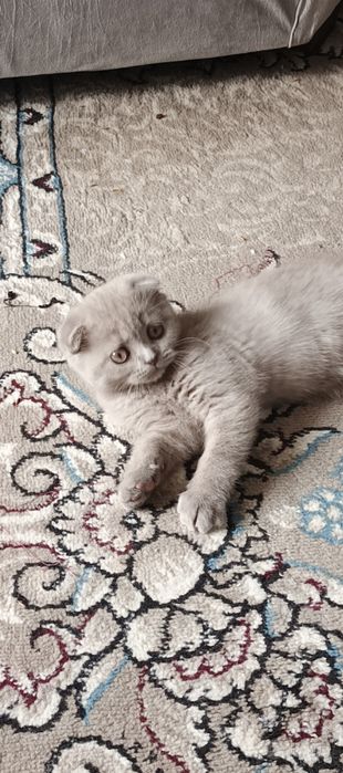 Скотиш Фолд сотилади