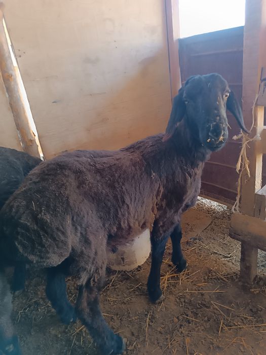 Қошқар қой тоқты