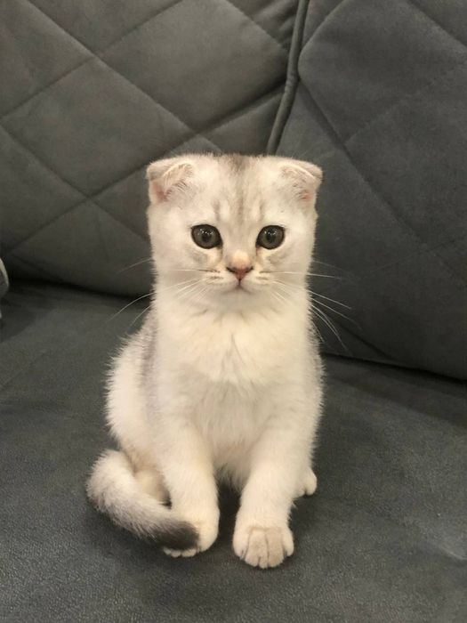 Парода Scottish Fold