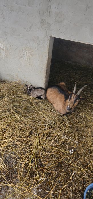 Se vinde capre alpine și sanne