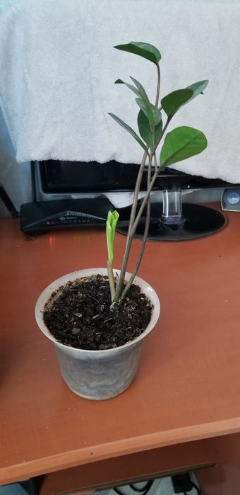 Продам  комнатные растения