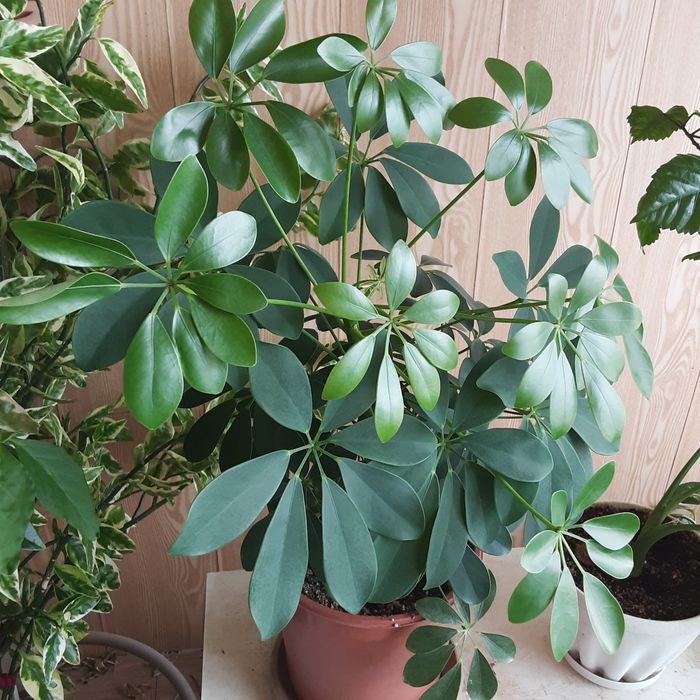 Продам Шеффлера древовидная