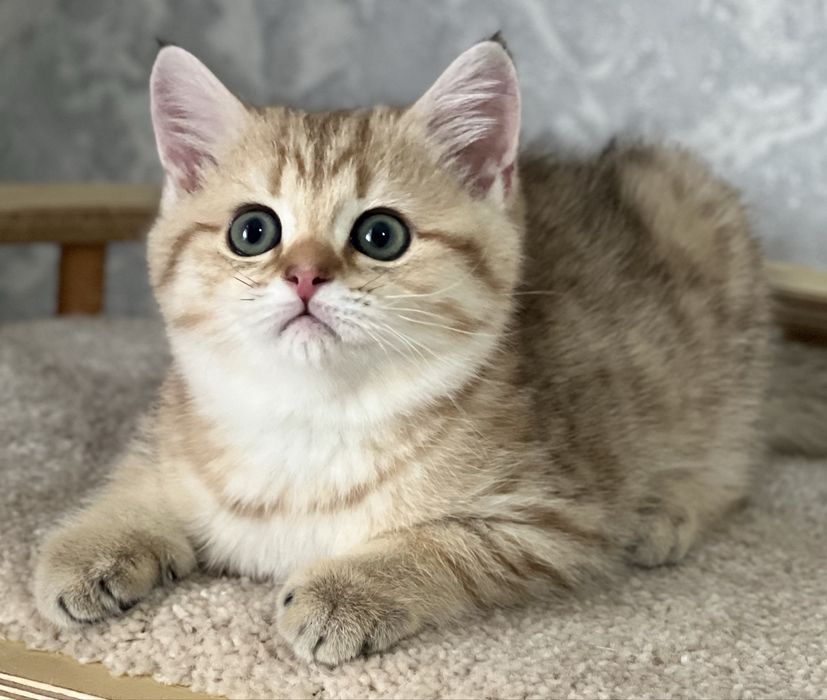 Продается котенок!