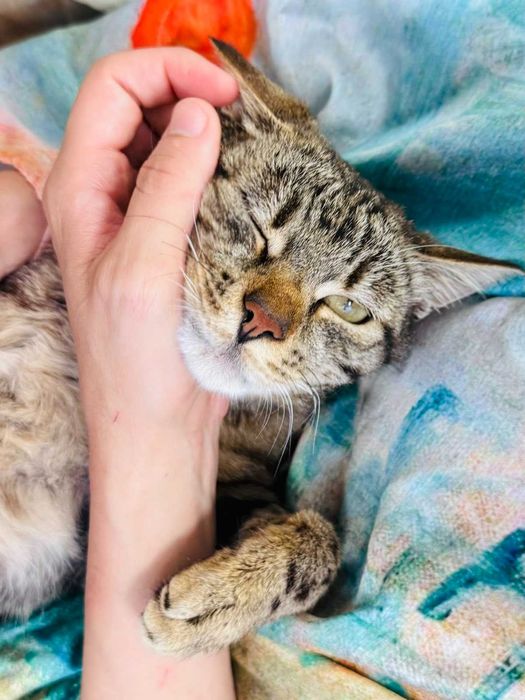 Мъжко коте търси дом