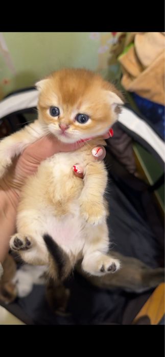 Продается kitten boy голд