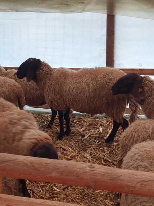 Berbeci de vânzare.