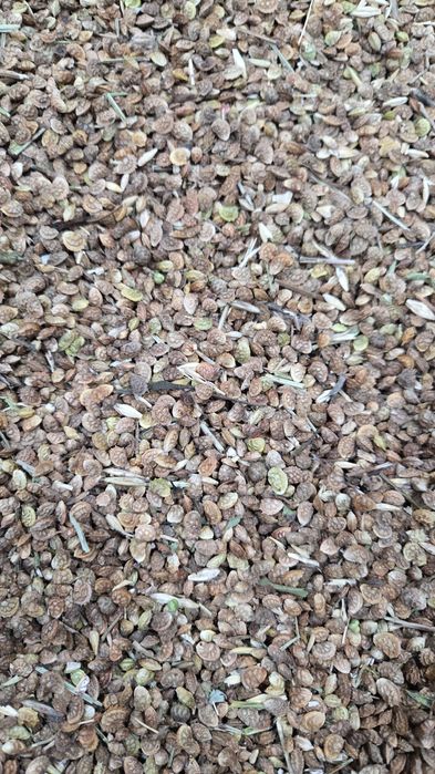 Экспорцет  семена тұқым