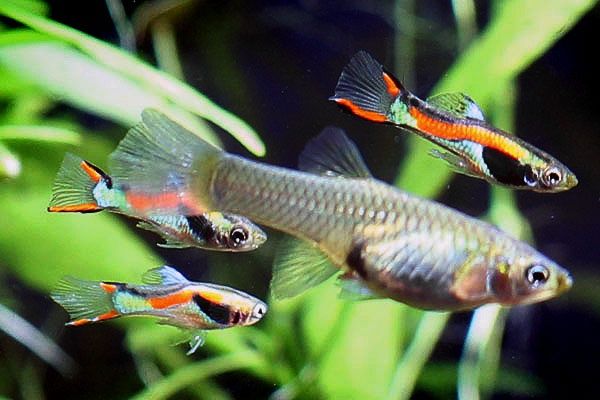 Гуппи эндлера продам