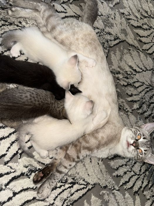 Отдам котят в добрые и надежные руки