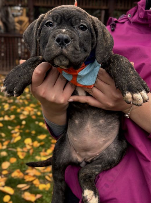 Vând pui de Cane Corso