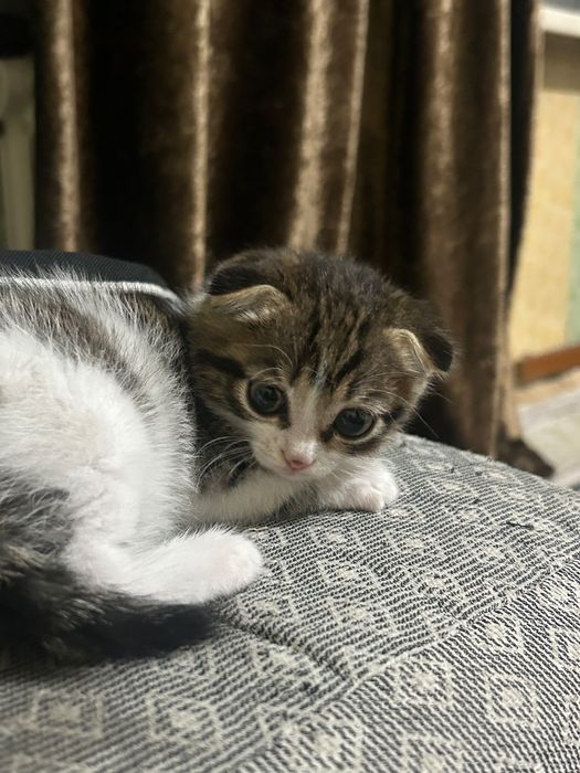Отдам даром кошку