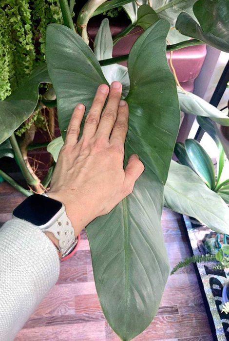 Сортовой Филодендрон Silver Sword, огромный