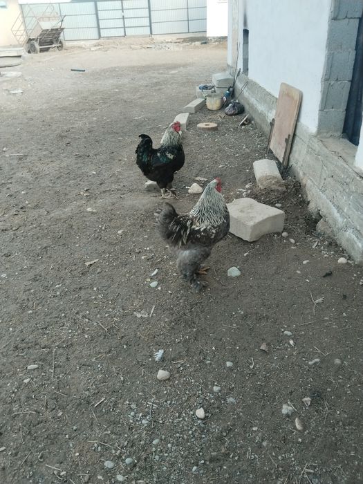 Петух әтеш сатамын полу брам