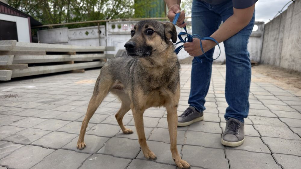 Пёс только в заботливые руки