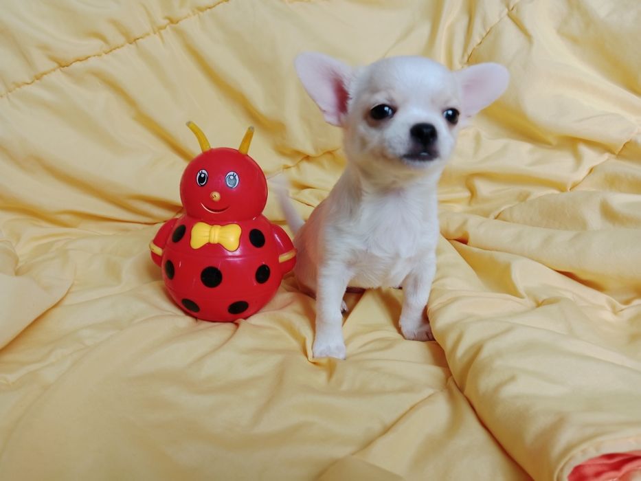 Щенки Чихуахуа мальчики.