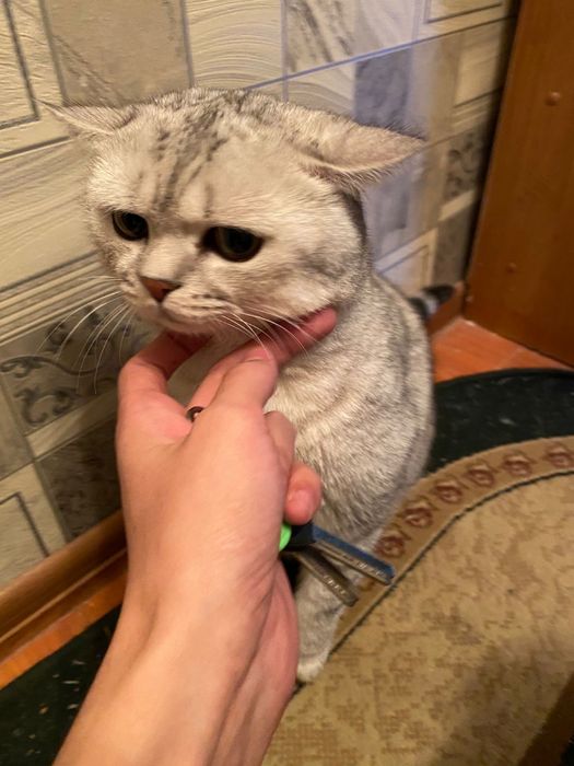 Котятки породистые