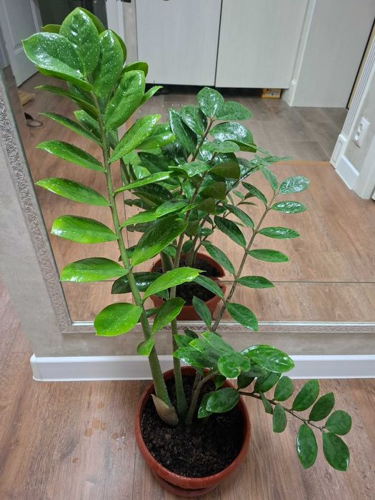 Долларовое дерево (Замиокулькас)