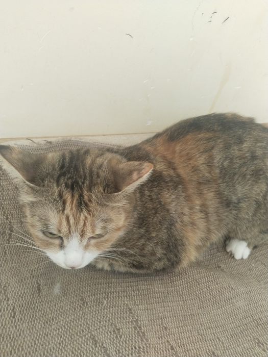 Отдам кошку срочно Бесплатно