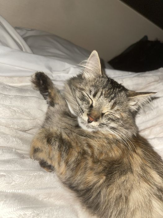 Продается кошка.1500тг