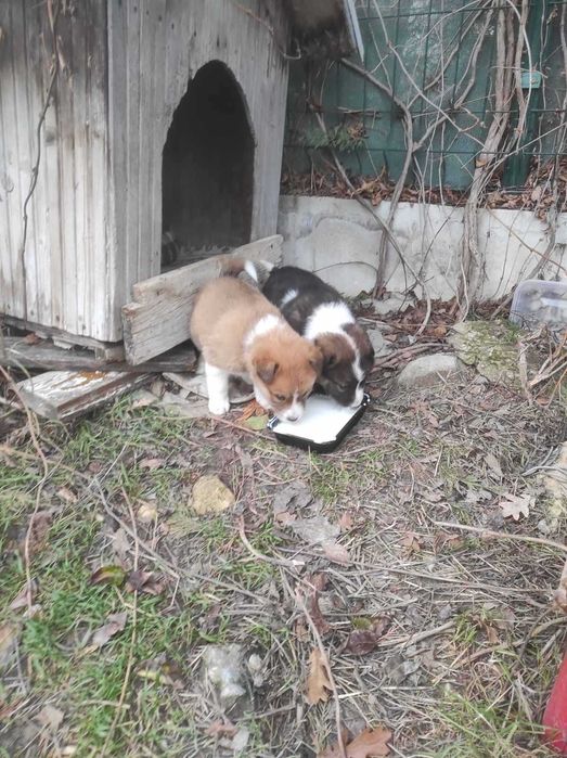 Кученца търсят дом