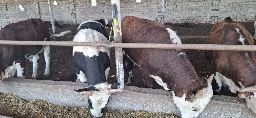 Buqala sotiladi rossiyadan opkelingan 30 bosh