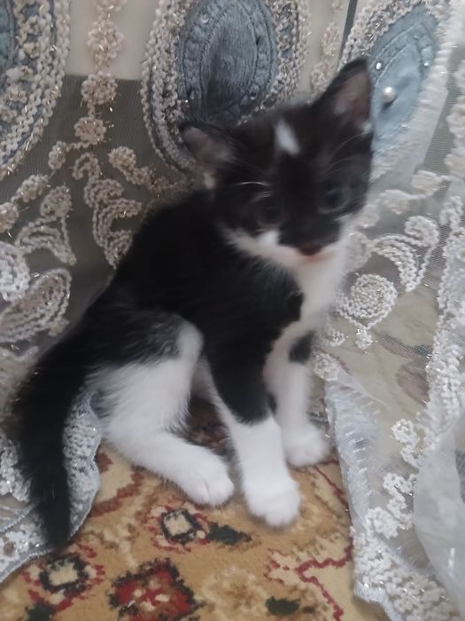 Отдам котят в хорошие руки