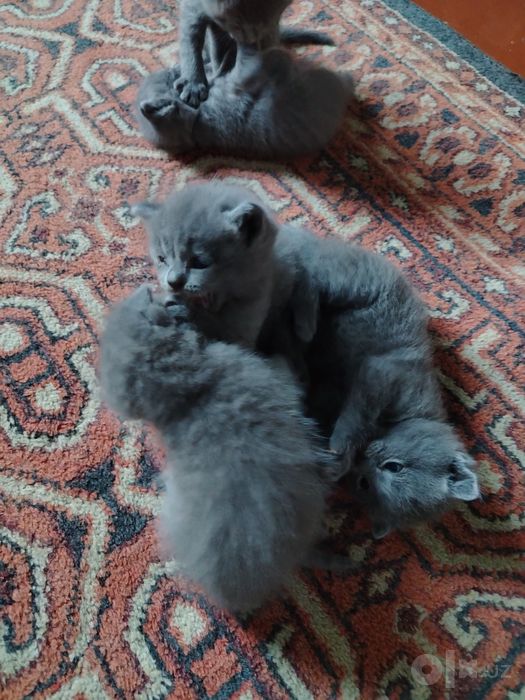 zotdor mushukchalar sotuvda