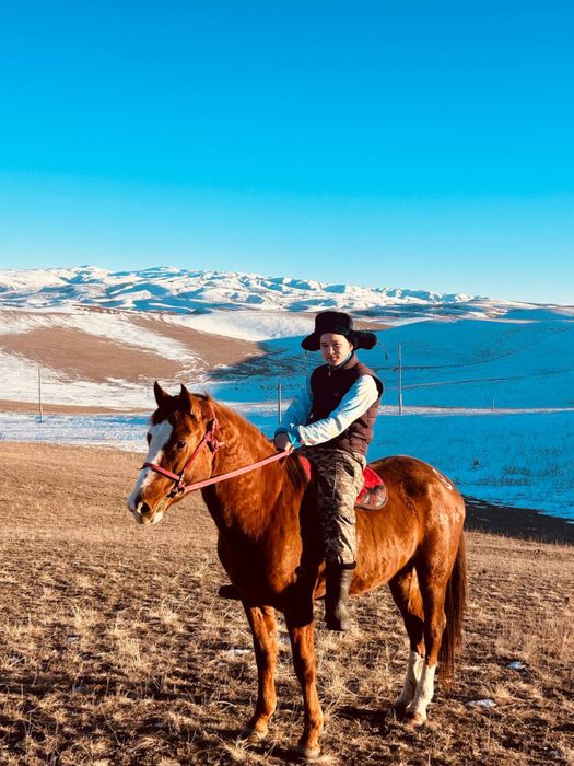 Айғыр сатылады полукровка