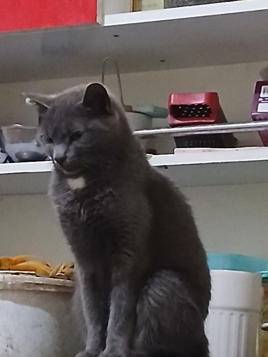 Пышык катты акыллы