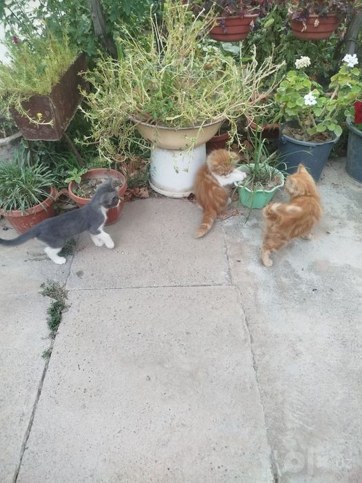 Отдам даром котят