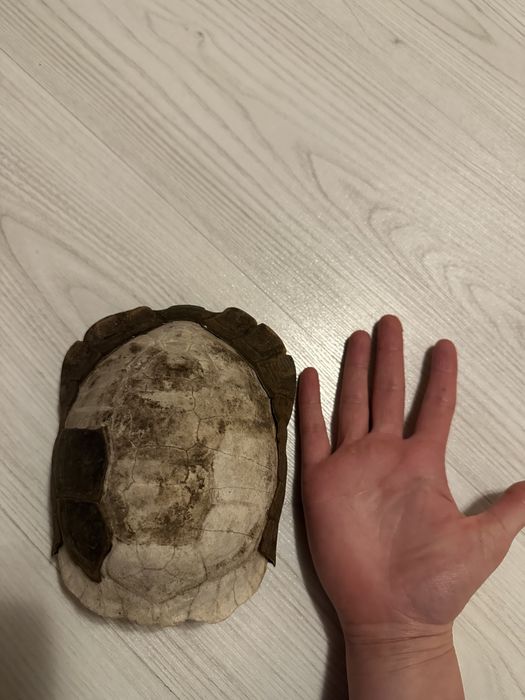 Черупка от костенурка сувенир