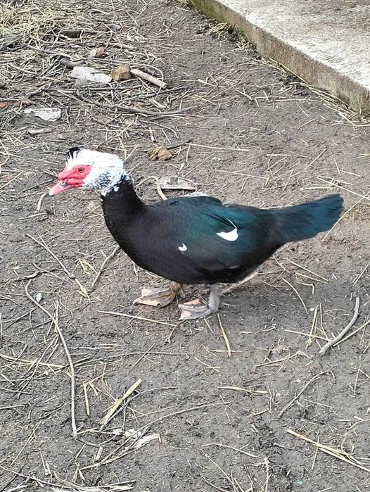 De vanzare cocosi si rate mute au varsta de un an