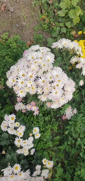 Цветы хирзантема