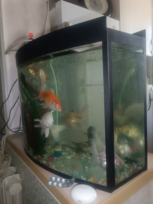 Рыбы с Аквариумом