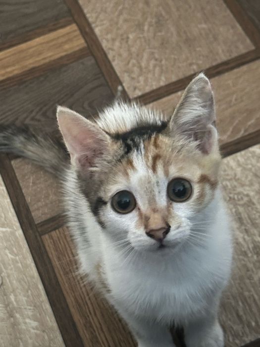 Котята ищет дом