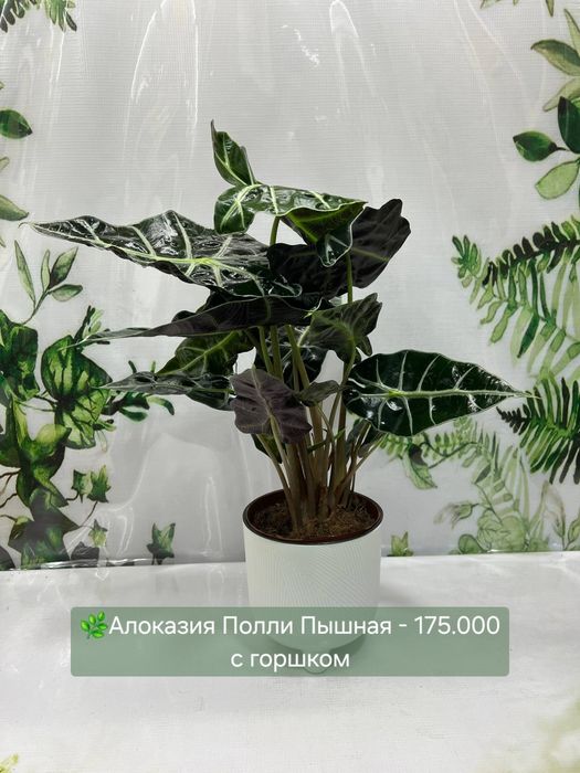Пахира, Алоказии разные, Женское счастье, Антуриум(мужское счастье)