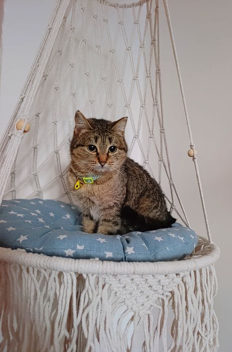 Котенок в добрые ответственные руки