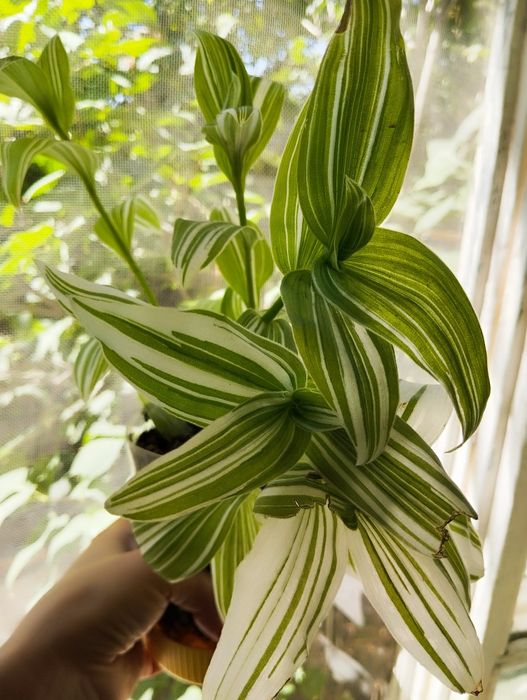 Продам/обменяю комнатные цветы