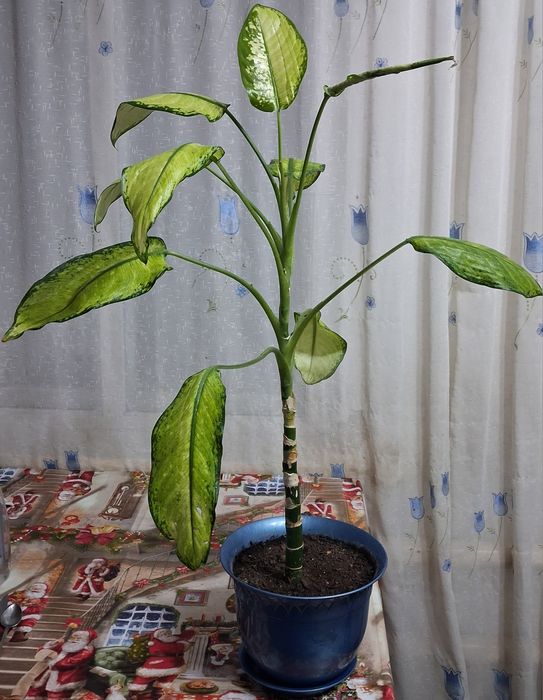 Продам цветок диффенбахия