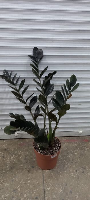 Продам комнатные растения