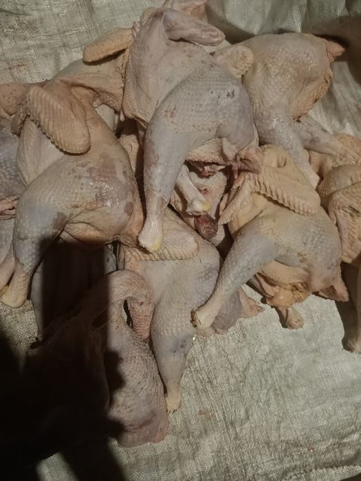 куринные тушки целиком