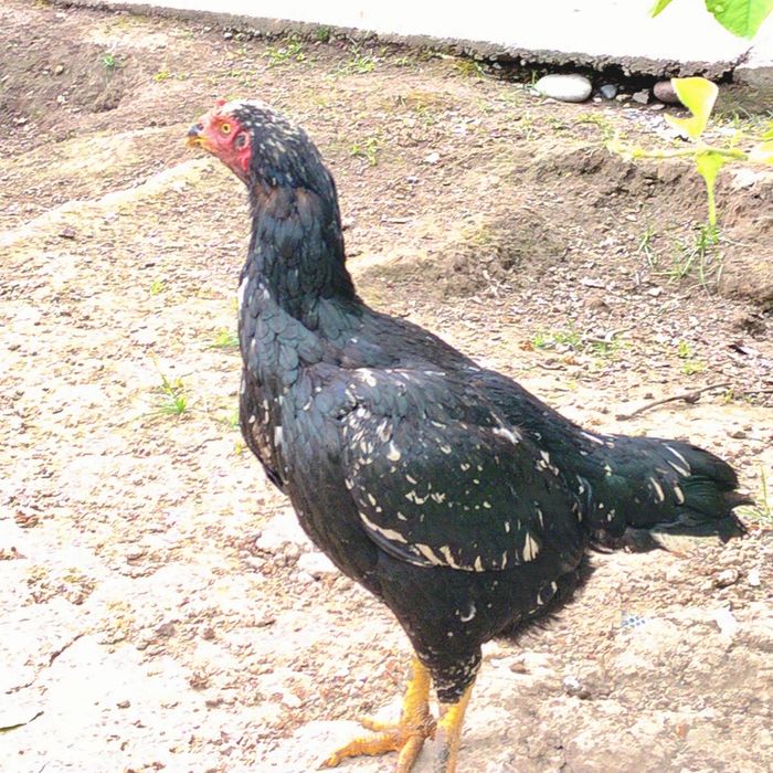 Dakan tovuqlar sotiladi