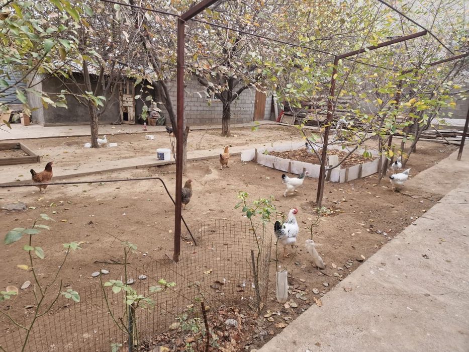 Домашные куры жумыртка берып тур