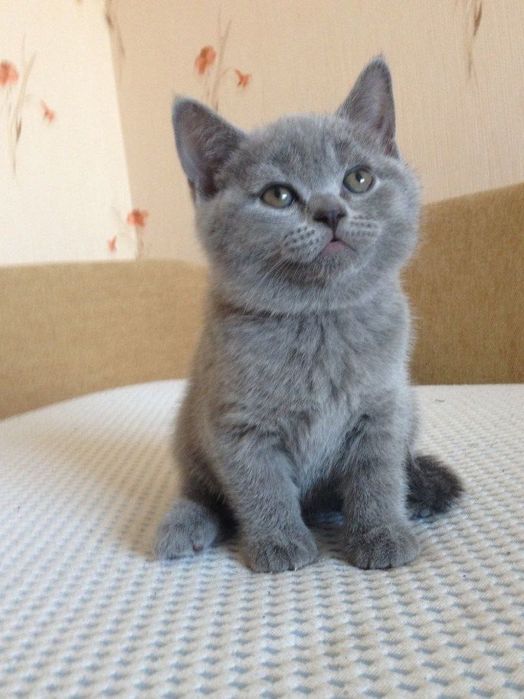 Продается шикарная кошечка скотиш страйт